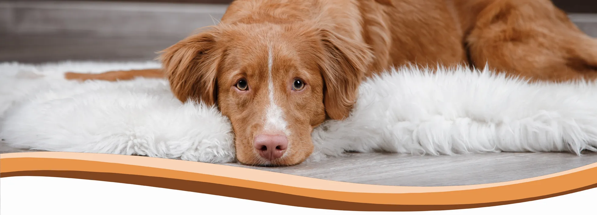 behavourist, abingdon, wantage, didcot, harwell, steventon, oxford, wallingford