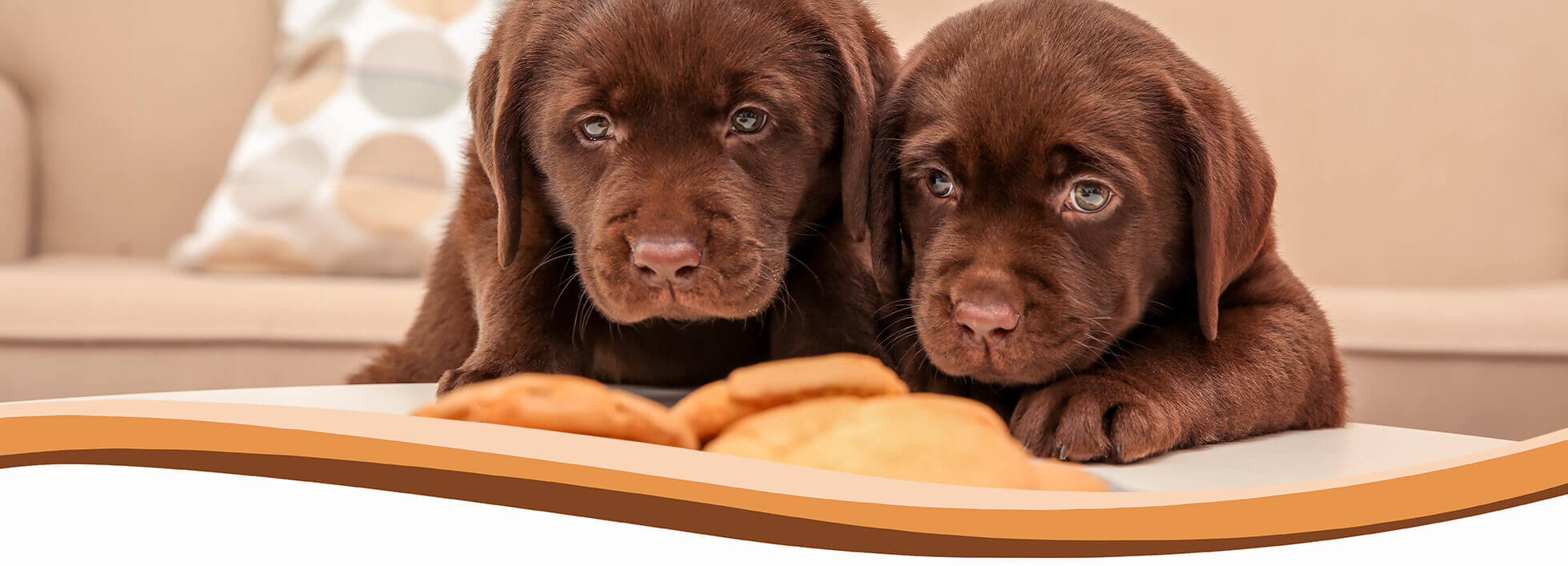 puppy, dog training, abingdon, wantage, didcot, harwell, steventon, oxford, wallingford