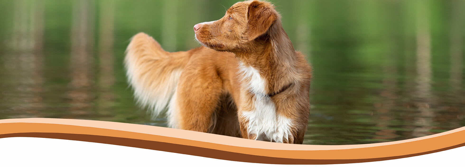 puppy, dog training, abingdon, wantage, didcot, harwell, steventon, oxford, wallingford