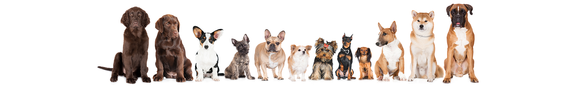 dog training, abingdon, wantage, didcot, harwell, steventon, oxford, wallingford