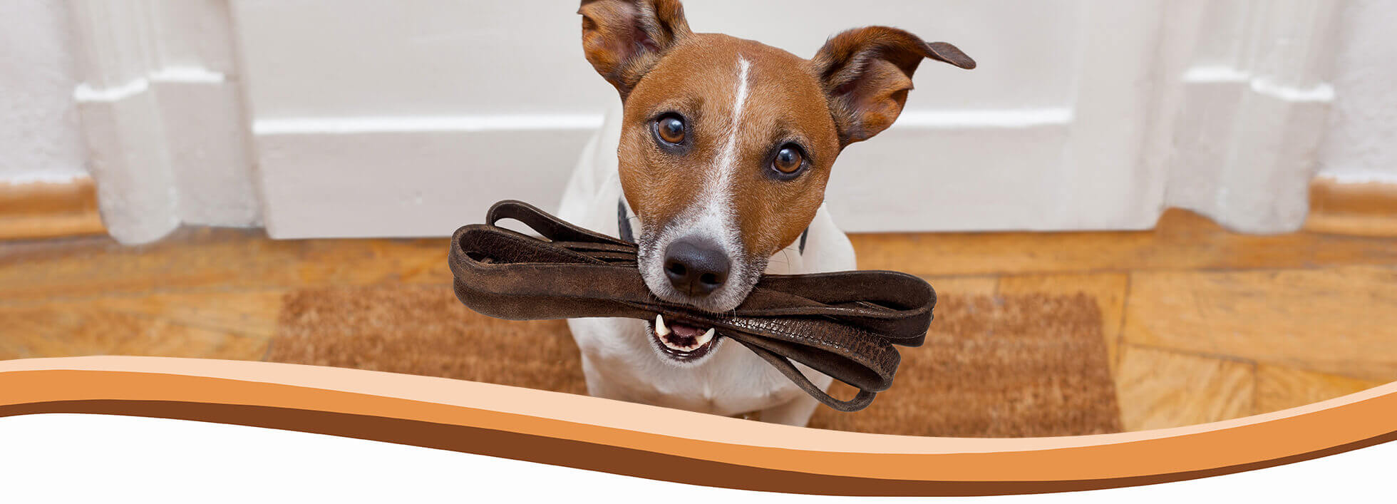 puppy, dog training, abingdon, wantage, didcot, harwell, steventon, oxford, wallingford