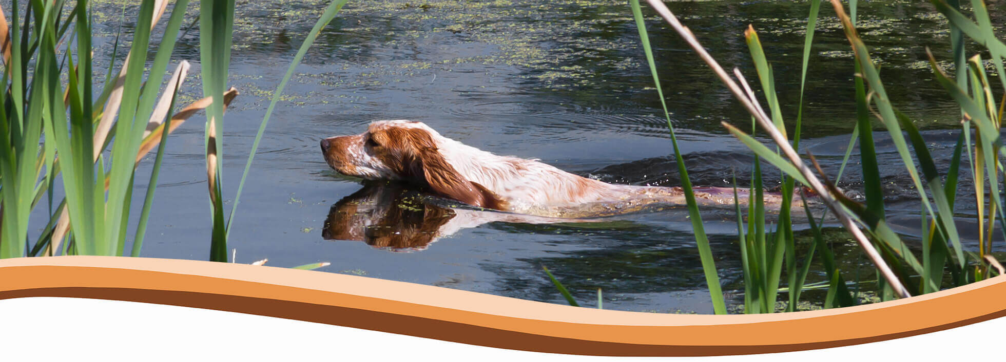 dog trainer, abingdon, wantage, didcot, harwell, steventon, oxford, wallingford