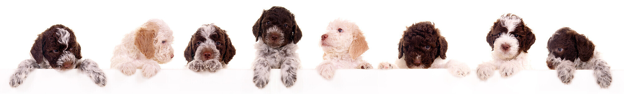 puppy and dog training, abingdon, wantage, didcot, harwell, steventon, oxford, wallingford