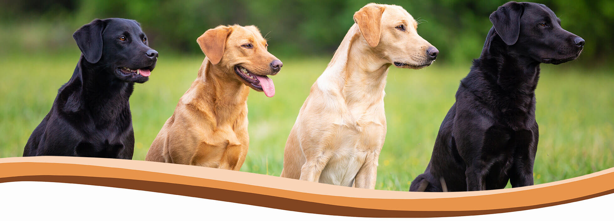 puppy and dog training, abingdon, wantage, didcot, harwell, steventon, oxford, wallingford