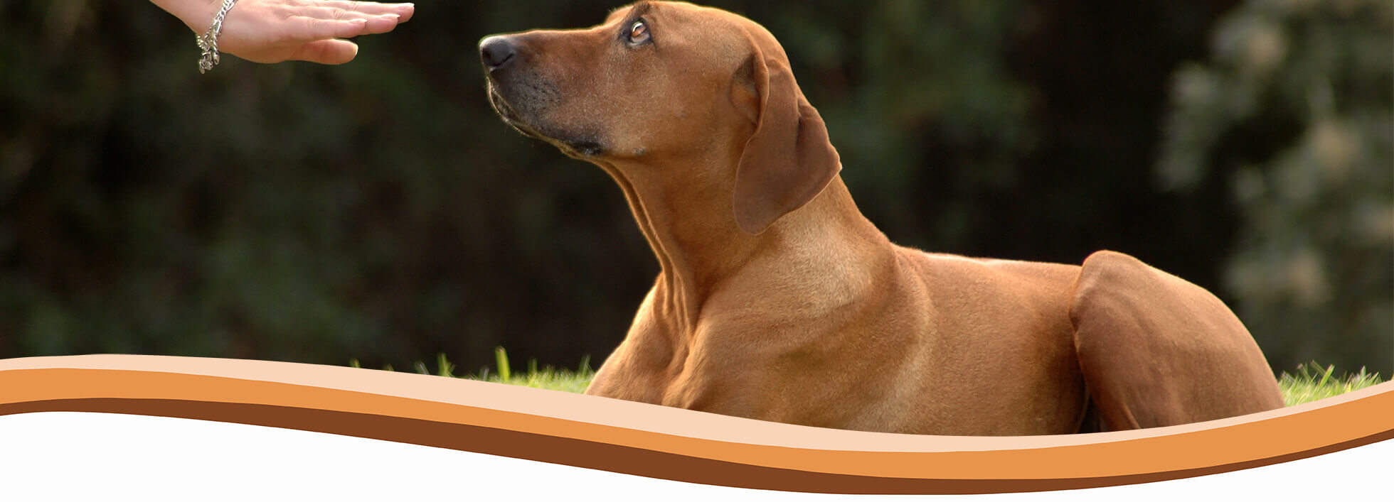 puppy, dog training, abingdon, wantage, didcot, harwell, steventon, oxford, wallingford