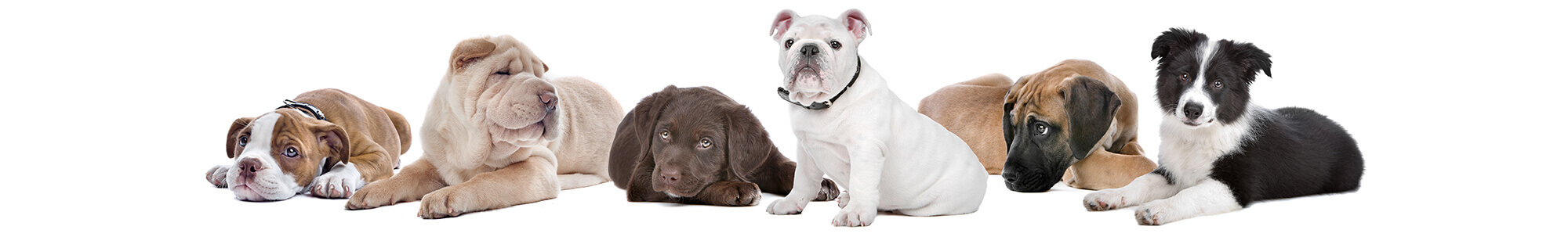 puppy, dog training, abingdon, wantage, didcot, harwell, steventon, oxford, wallingford