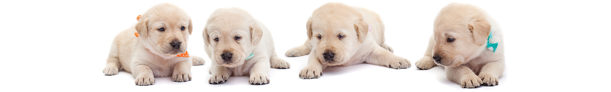 puppy training, abingdon, wantage, didcot, harwell, steventon, oxford, wallingford