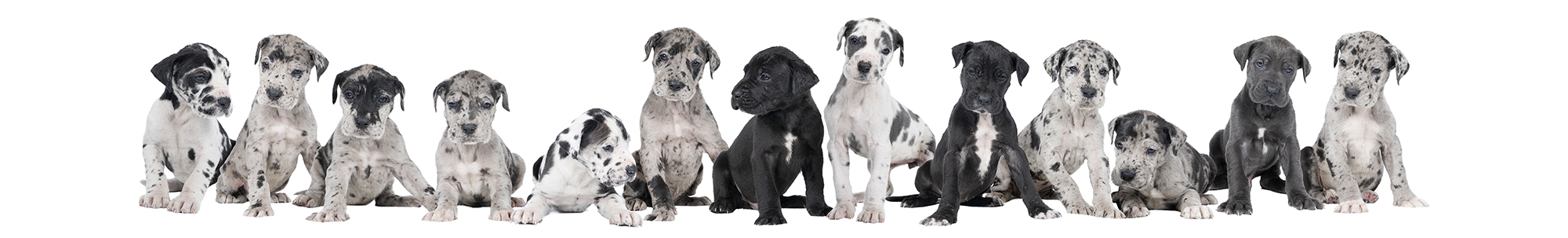 dog training courses, abingdon, wantage, didcot, harwell, steventon, oxford, wallingford