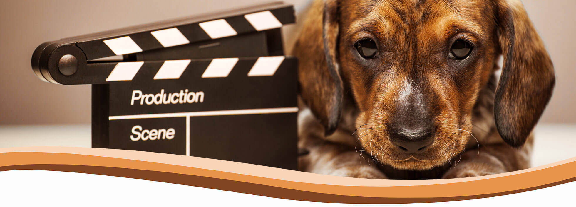 puppy, dog training, abingdon, wantage, didcot, harwell, steventon, oxford, wallingford