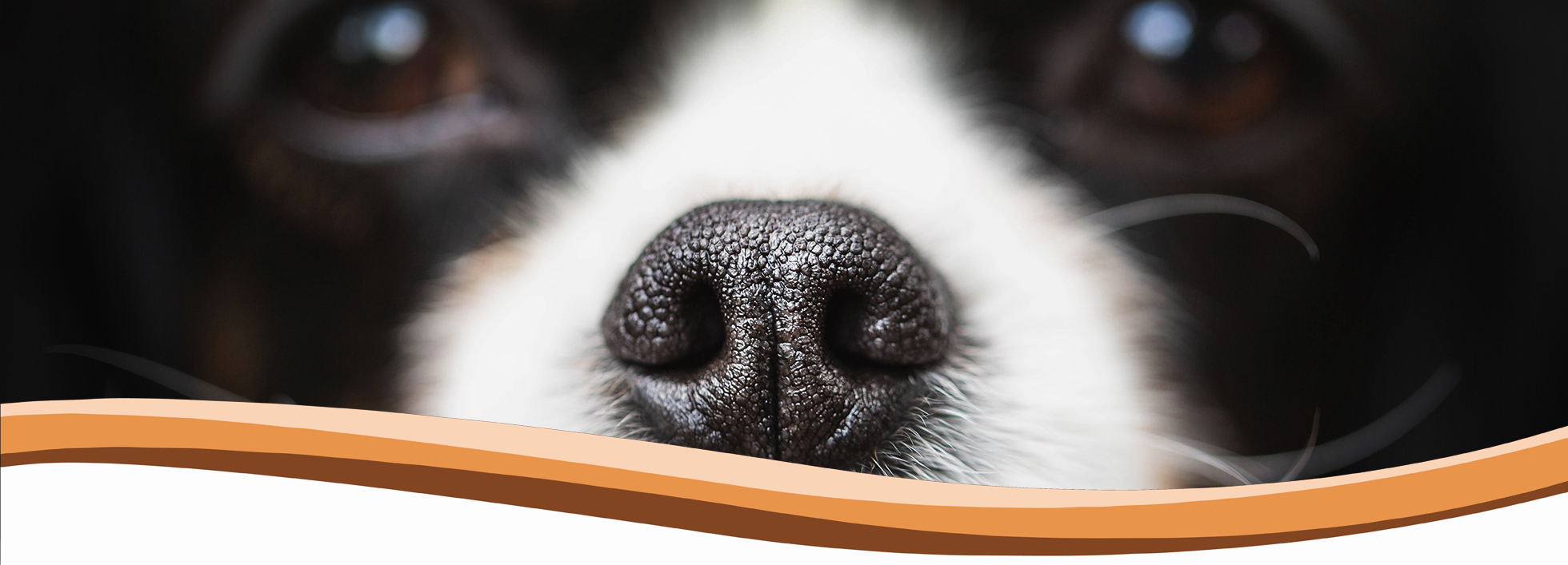 scent detection training, abingdon, wantage, didcot, harwell, steventon, oxford, wallingford