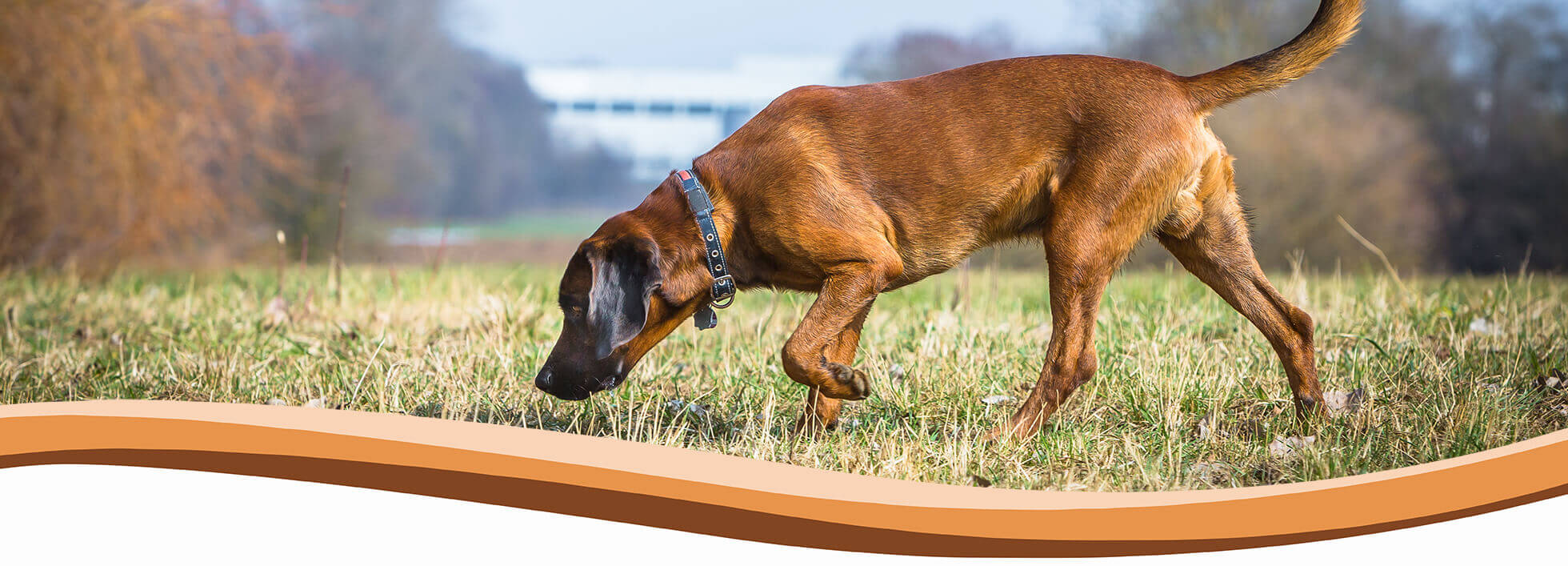 puppy, dog training, abingdon, wantage, didcot, harwell, steventon, oxford, wallingford